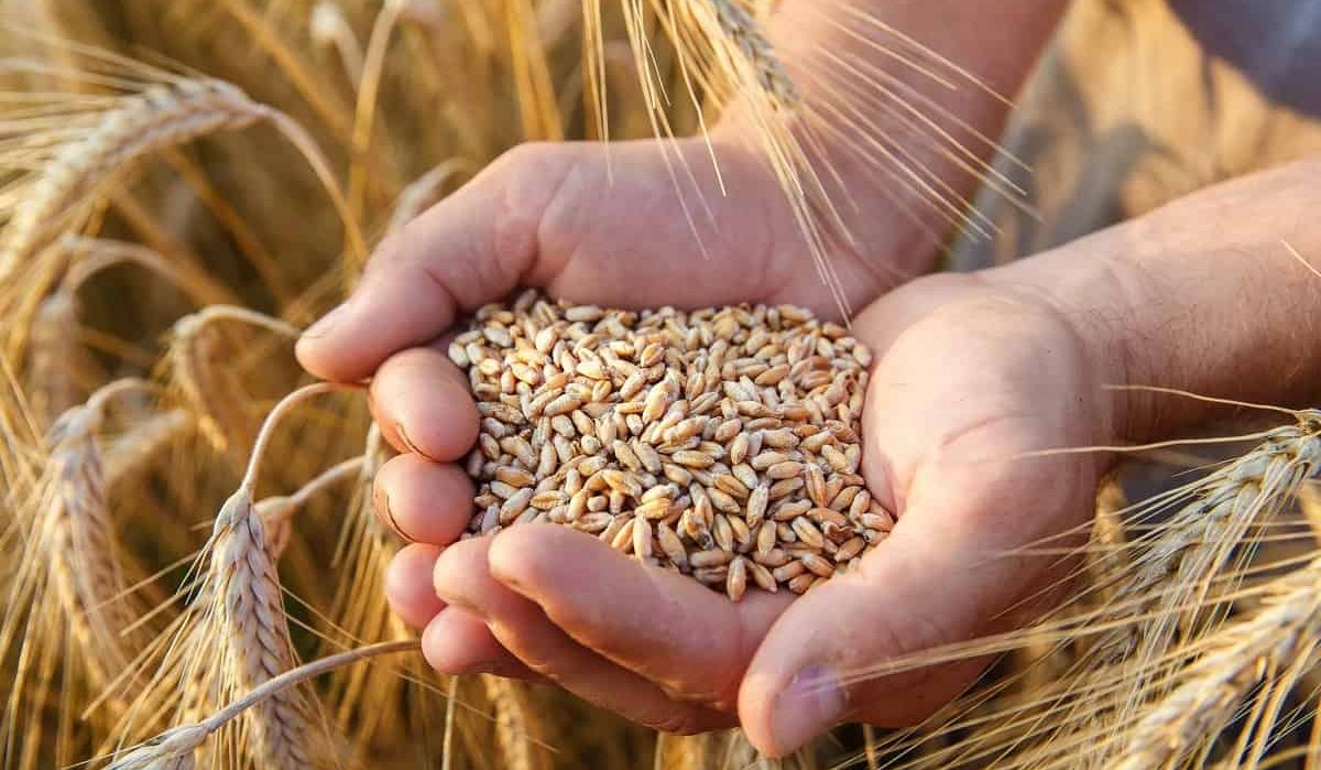 دولة عربية تتصدر.. كيف تأثر القمح عالميا بتغير المناخ؟!؟
