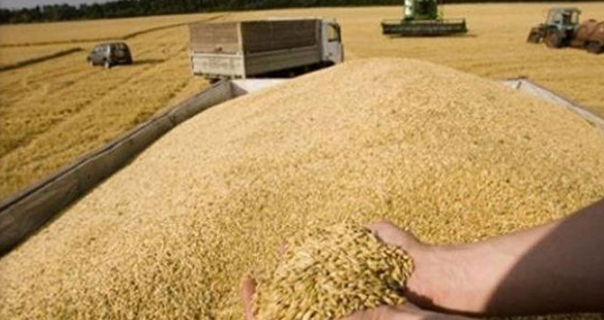 مندوب الفلاحة بنابل :تسجيل تدني في انتاج الحبوب بسبب التغيرات المناخية 