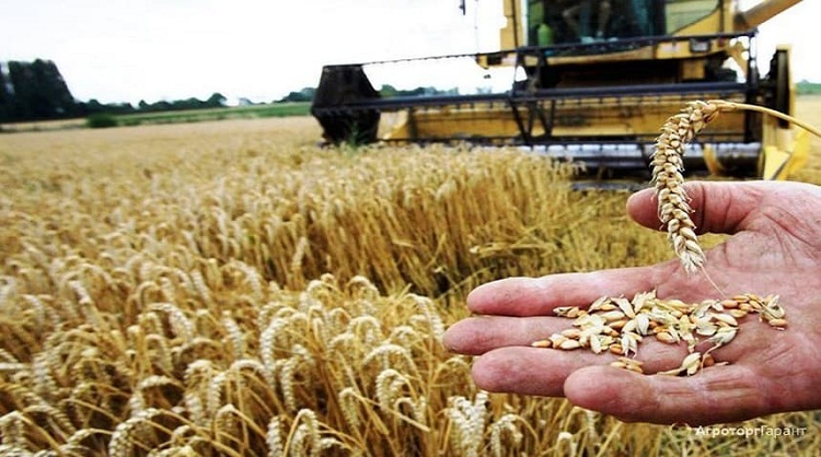 3 آلاف مليار لاقتناء القمح الصلب سنويا..    مساع لتطوير صنف من الحبوب مقاوم للتغيرات المناخية
