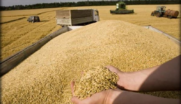 تونس تطرح مناقصة لشراء نحو 25 ألف طن من القمح