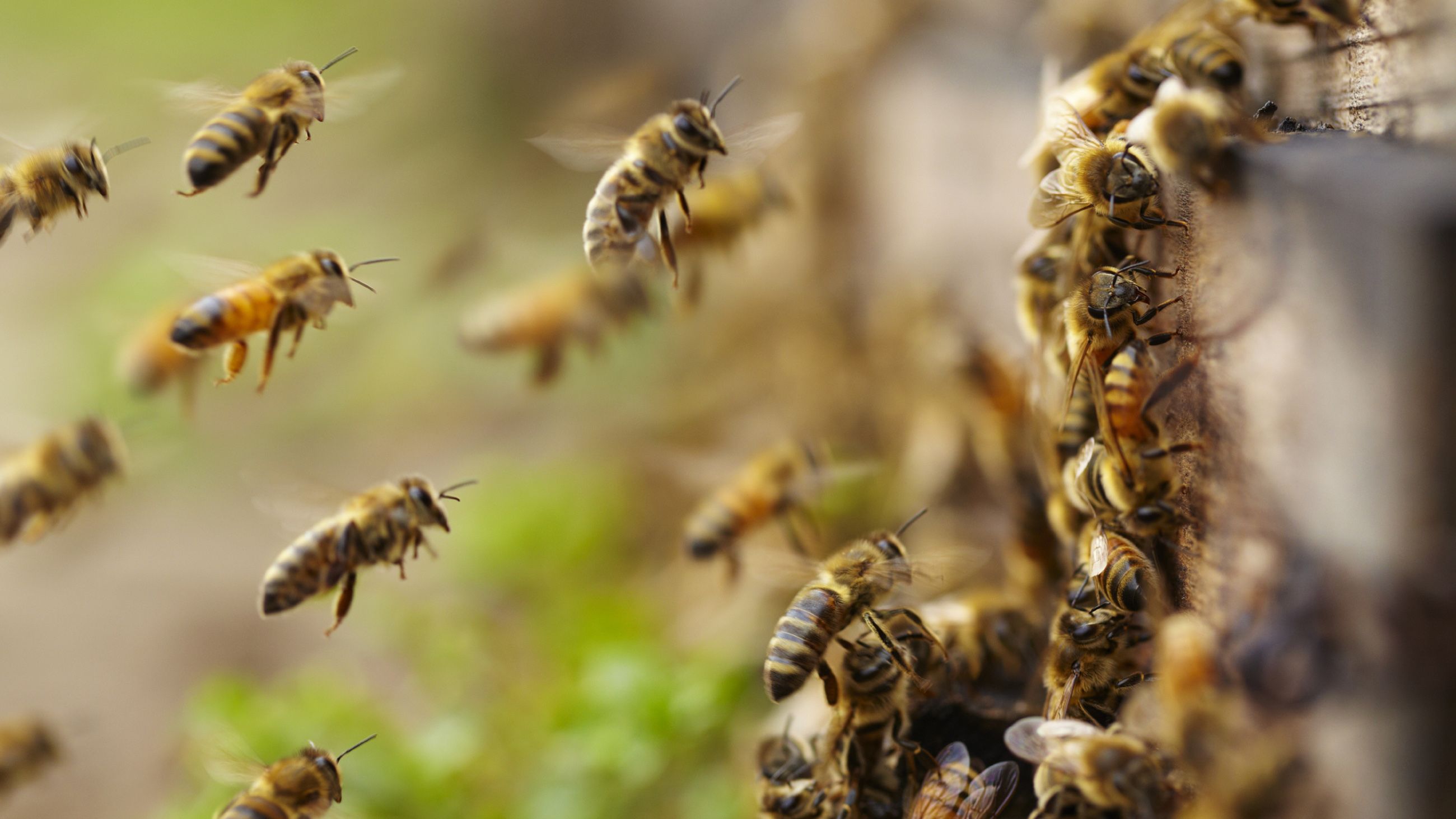 بدقة 95%.. تكنولوجيا جديدة لتدريب النحل على اكتشاف كورونا