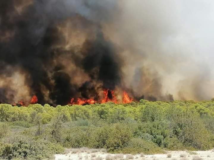 سجنان.. حريق يلتهم 07 هك من غابة شعراء