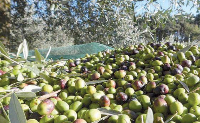 القيروان..تقديرات أولية بزيادة في إنتاج الزيتون بـ50 ألف طن عن السنة الماضية.. 