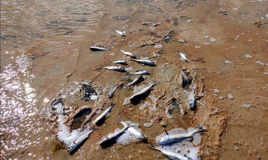 غار الملح  نفوق مفاجئ لكميات من سمك البوري
