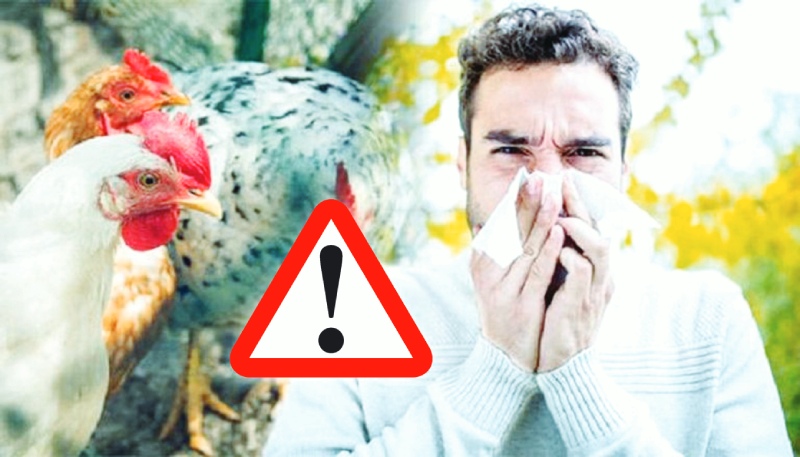 وسط تحذيرات دولية من انتشار إنفلونزا الطيور.. تونس مهددة بالفيروس في موسم هجرة الطيور؟