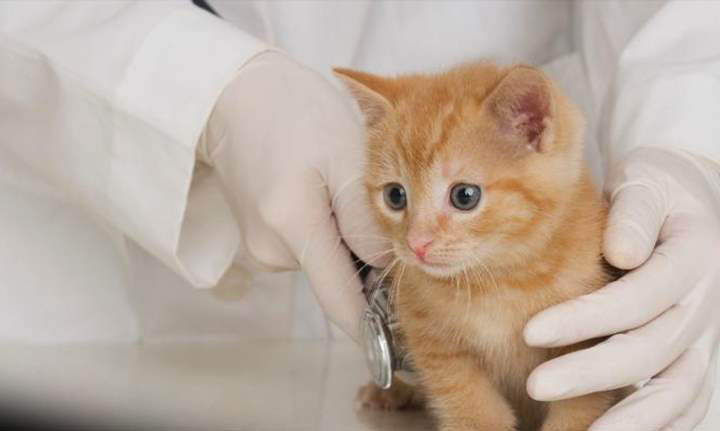 سوسة: ما سرّ سرقة قطط من جمعية الرحمة للرفق بالحيوان؟؟!