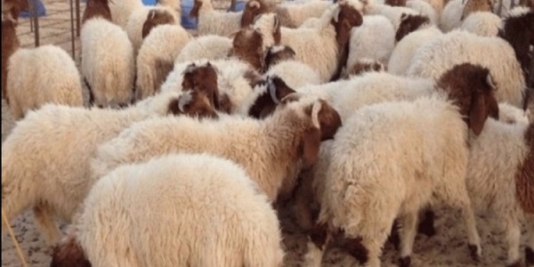 عنفوا شيخا واحالوه على الانعاش..  سرقات الاغنام تثير غضب الفلاحين ببنزرت