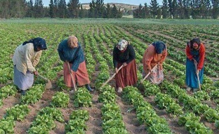  تستهدف 120 الف إمرأة.. "الصباح نيوز"  تكشف  أهداف  اتحاد الشغل في تكوين شبكة نقابات للعاملات الفلاحيات !  