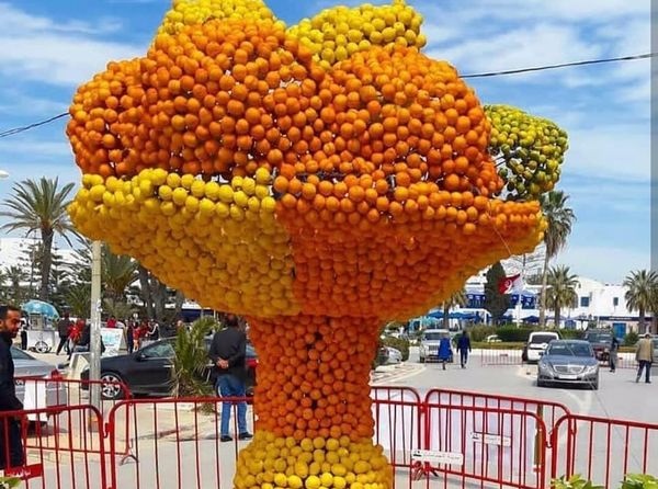  ينطلق اليوم.. مهرجان القوارص بالحمامات للتعريف بموروث فلاحة القوارص و التحسيس بأهمية إحيائه