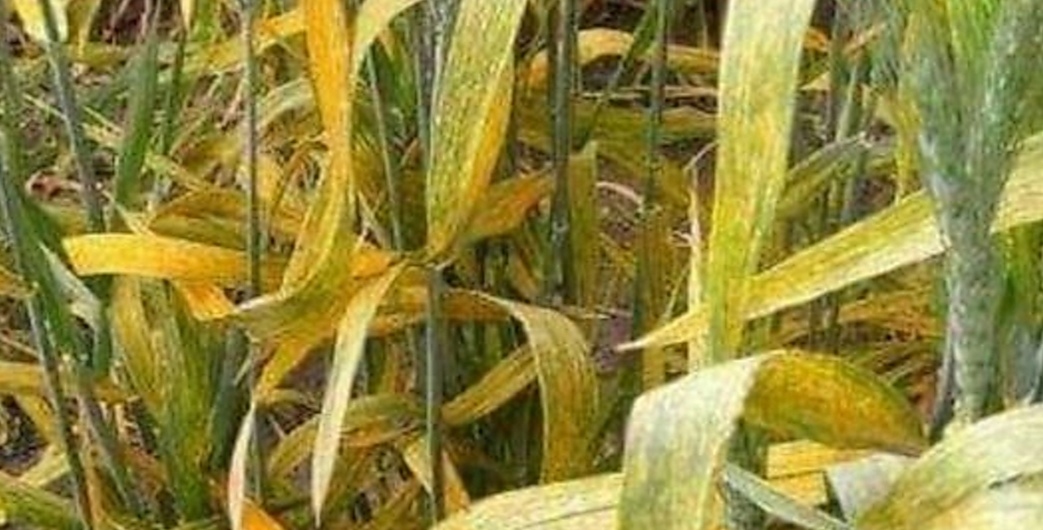  ظهور أعراض مرض الصدأ الأصفر  والصدأ البني بمساحات الحبوب .. وزارة الفلاحة توضح