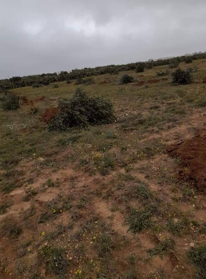 الوسلاتية ..فلاح يقتلع  130 شجرة زيتون!!