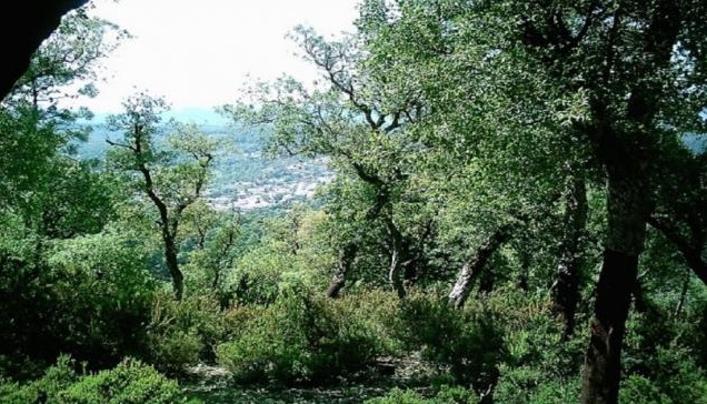 للتوقي من الحرائق.. الانطلاق في القيام بتدخلات لتهيئة المسالك الغابية بجندوبة 