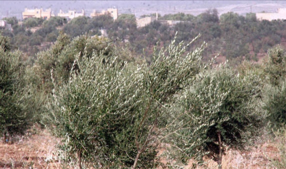  غريب في جرجيس: سرقة 190 شجرة زيتون   