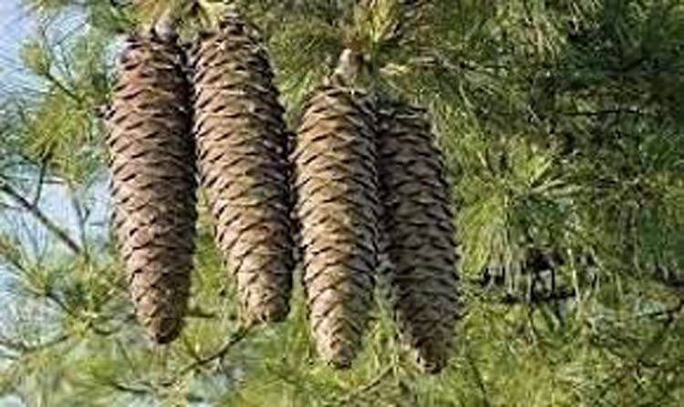 جراء  حشرة "سكوليت".. تضرر مساحات واسعة من غابات الصنوبر الحلبي بالقصرين