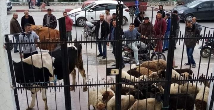   اصطحبوا اغنامهم..مربو الماشية بالعالية  في وقفة احتجاجية امام المعتمدية..والنقابات تتحرك 