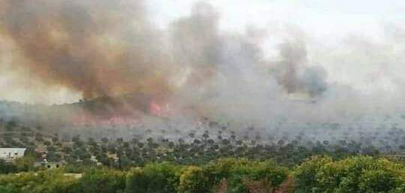 منوبة .. حريق بغابة جبل حماد و الحماية المدنية جنبت المنطقة  كارثة وشيكة