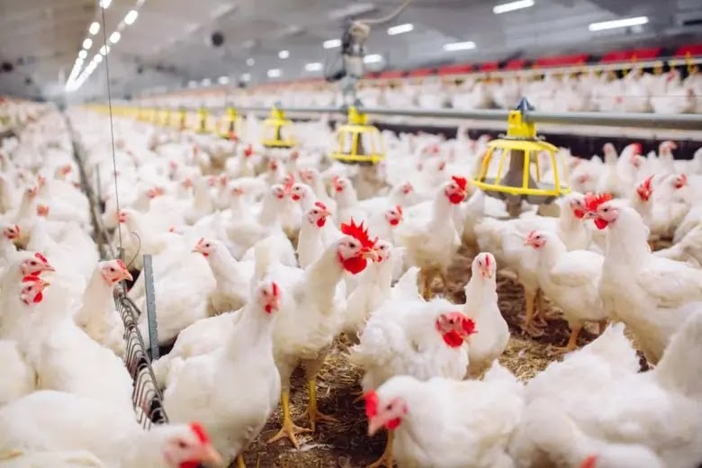  أسعار الدجاج "تجنّح" : الدفاع عن المستهلك تُقاطع.. ووزارة التجارة تشتكي إلى مجلس المنافسة
