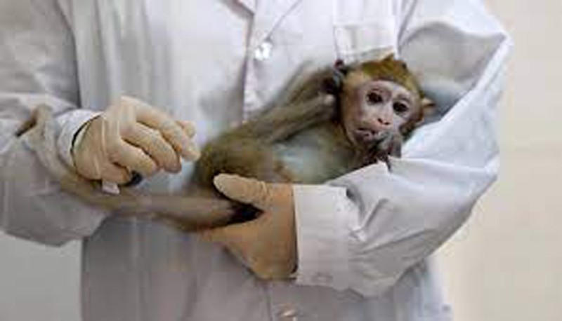 رصد أول إصابة بفيروس مصدره القردة.. مرض نادر بلا لقاح!!