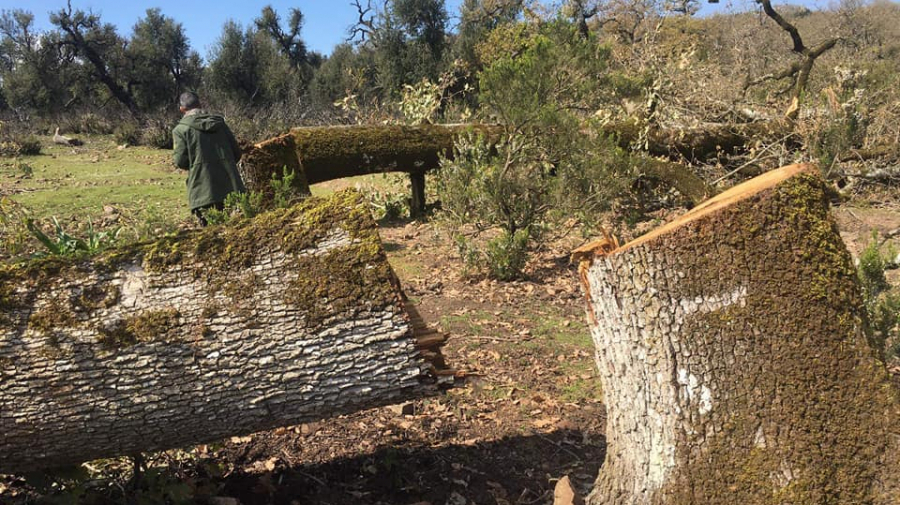 ملفات الصباح | مساحات ضخمة تحولت الى أراضٍ فلاحية ومناطق سكنية 