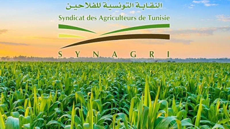  رئيس نقابة الفلاحين لـ"الصباح نيوز":  استقرار سعر العلف يحتم المحافظة على أسعار اضاحي العيد هذا العام