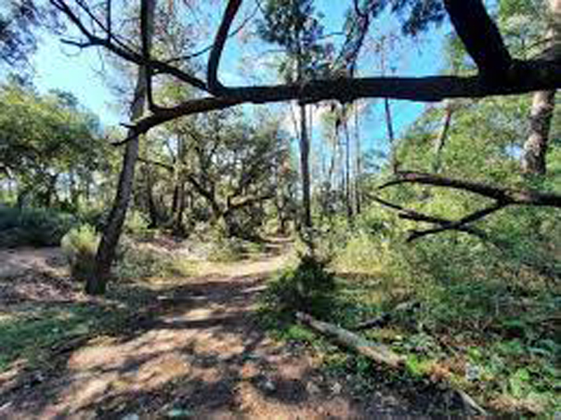 اختفيا منذ اسبوع..العثور على طفلين بغابات طبرقة