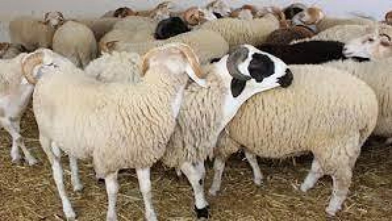 رئيس غرفة القصابين لـ"الصباح نيوز": نصف العائلات التونسية لن تقتني علوش العيد..