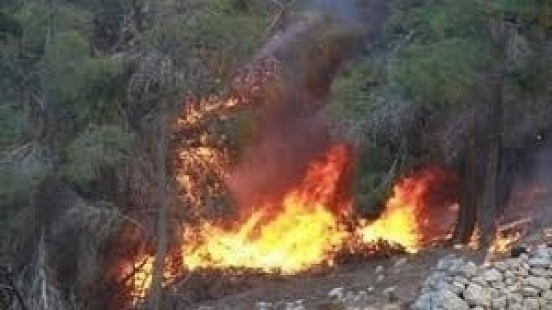  الوسلاتية ..إخماد حريق أتى على 6 هكتارات في جبل السرج و الجاني يسلم نفسه 