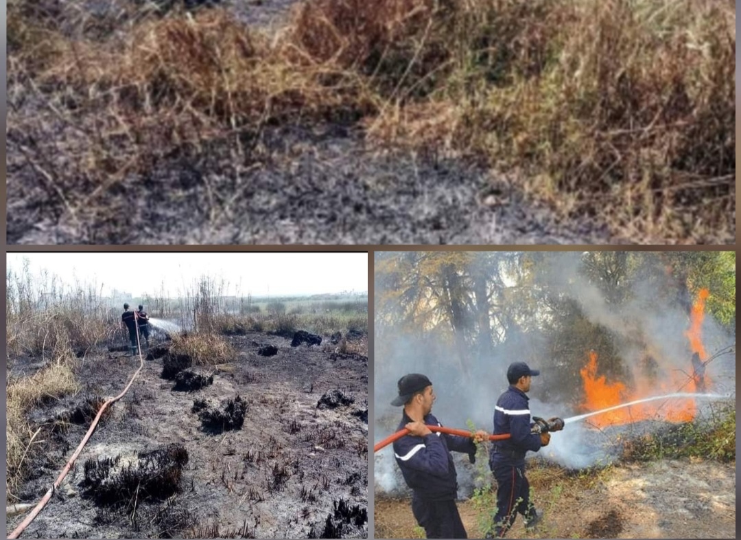  الهوارية.. اندلاع حريق بغابة