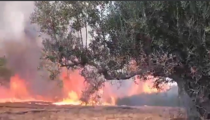 دار شعبان الفهري.. اندلاع حريق في ضيعات الفرينين