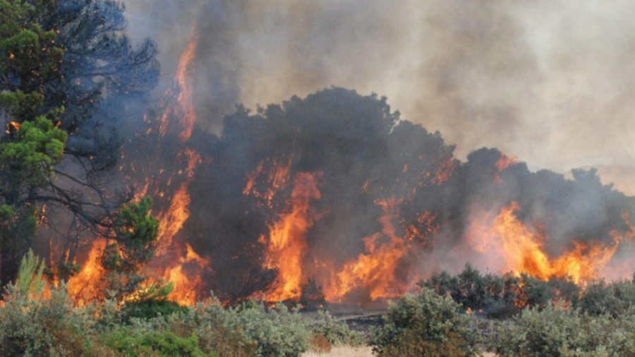 مجهودات متواصلة لإخماد حريق جبل برقو والمواطنون يناشدون السلط  لإرسال طائرة عسكرية