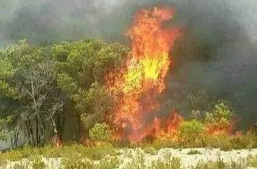 الوسلاتية ..إخماد حريقين بجبل وادي القصب وبجبل السرج