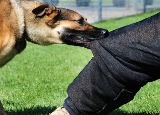 دخل الى أحد المنازل وعض أصحابه..  كلب ينشر الرعب في منزل بورقيبة