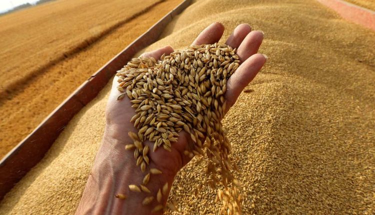 تؤمن الاحتياجات الى موفى سنة 2022.. كميات الحبوب المُجمعة تناهز 7.433 مليون قنطار