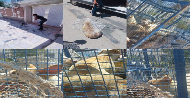في انتظار احداث مراكز إيواء.. رؤساء بلديات يرفضون  قنص الكلاب السائبة استجابة لقرار والي بن عروس 