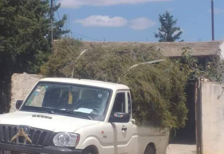 الوسلاتية..الدائرة الفرعية بمعروف تحجز شاحنتين تحملان طنين   من الإكليل تم جنيه دون رخصة