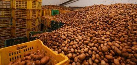  طبربة .. المراقبة الاقتصادية تضرب بقوة و تحجز 31 طنا من  البطاطا   بمخزن غير مصرح به