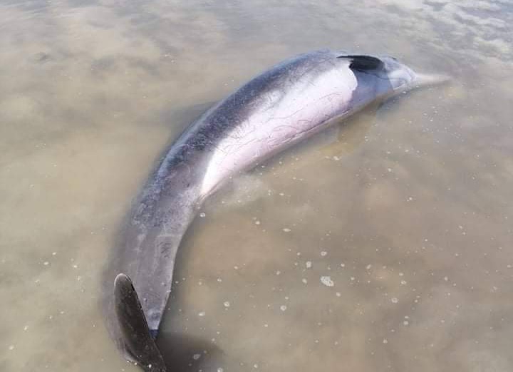  عثر عليه على شاطئ سيدي جمور..ارجاع دلفين للبحر