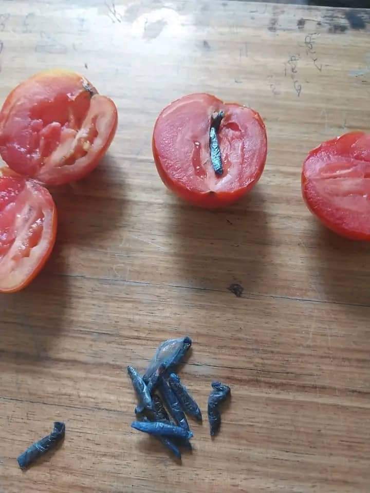 ضبط كميات في حبات الطماطم داخل السجن ..الكشف  عن شبكة لترويج المخدرات بالقصرين