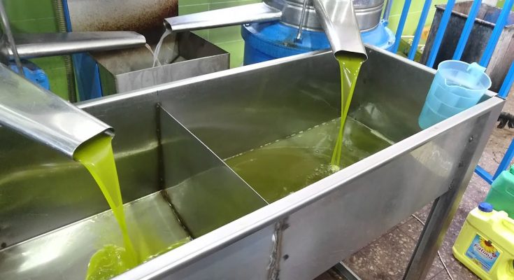 رئيس دائرة الإنتاج الفلاحي بالقيروان لـ"الصباح نيوز": الصابة  ستساهم ب 15.5 بالمائة من الإنتاج الوطني من  زيت الزيتون 