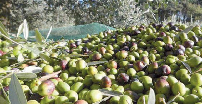 سليانة.. صابة زيتون الموسم الحالي تقدر بـ28 ألف طن 