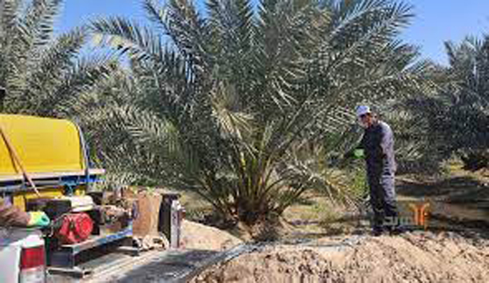  حملة لمكافحة سوسة النخيل في بنزرت