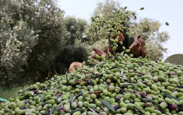 رئيس دائرة الانتاج النباتي بمندوبية الفلاحة بالقصرين لـ"الصباح":  تراجع صابة الزيتون الى 28 ألف طن