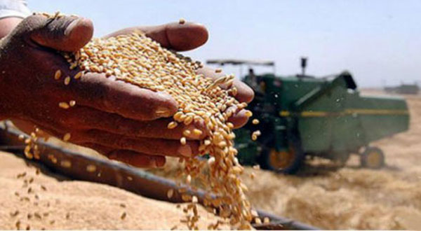 نابل.. حجز 25 قنطار من الشعير العلفي المدعم لدى أحد المضاربين 