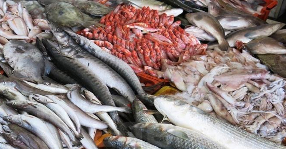 ميزان التجارة الخارجية للصيد البحري يحقق فائضا بنسبة 18.5 بالمائة مع موفّى أوت 2022