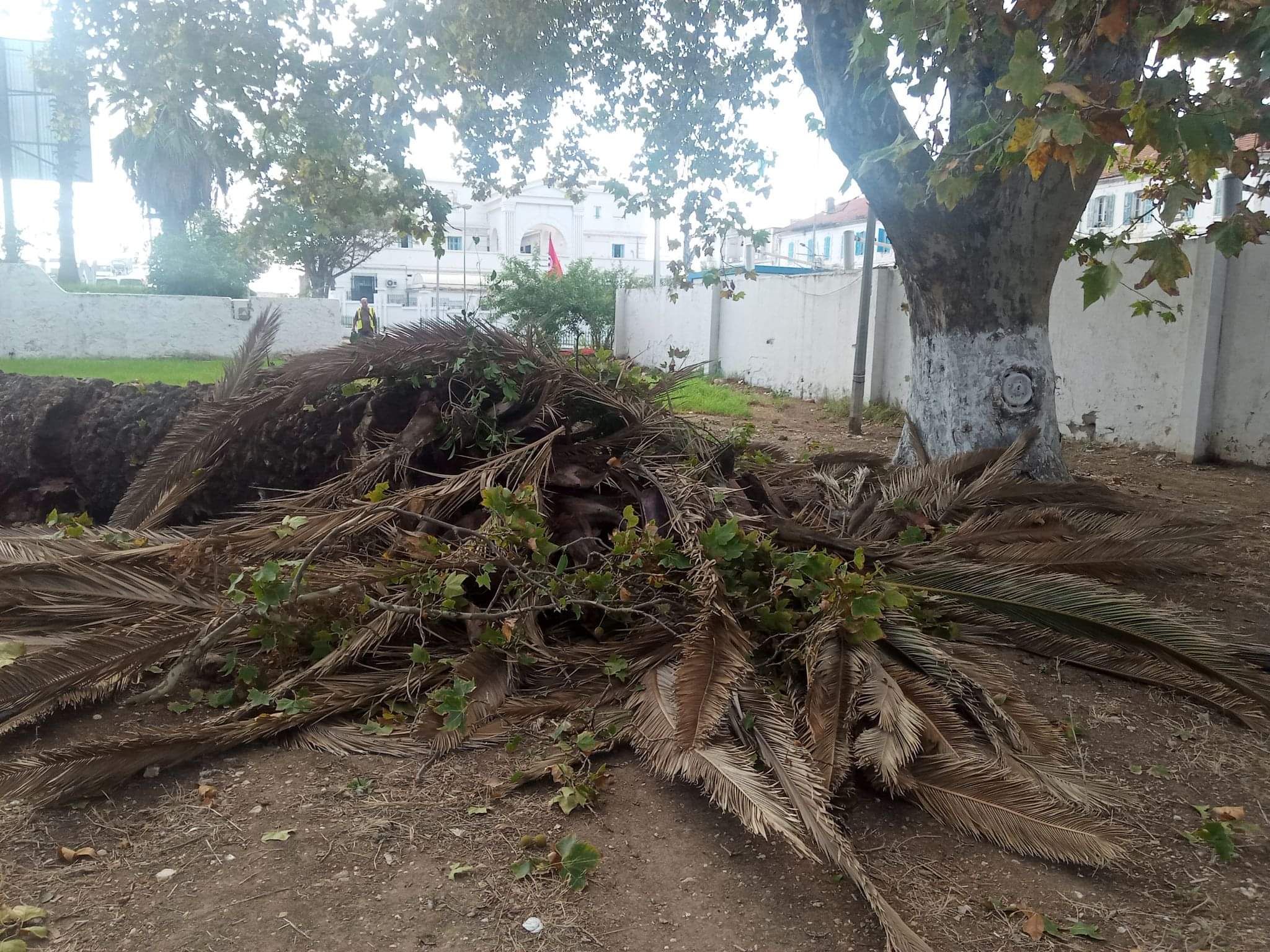 إجراءات جديدة لمكافحة انتشار سوسة النخيل في بنزرت