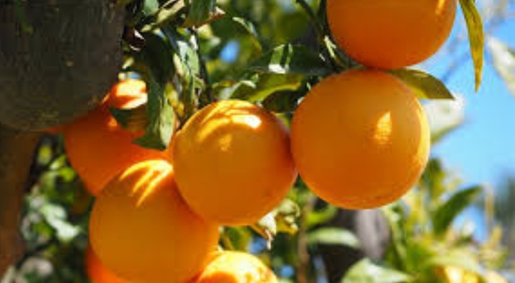 بسبب إرتفاع درجات الحرارة..تراجع بنسبة 17% في صابة القوارص بالوطن القبلي