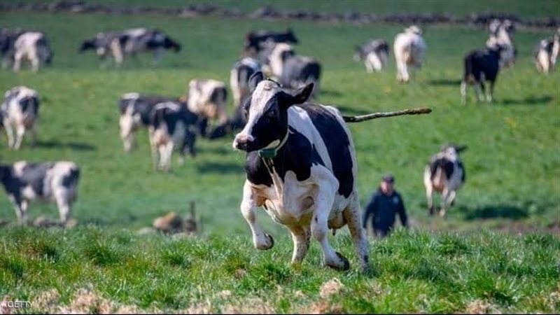 قطيع الأبقار يتراجع بأكثر من  40% ومنظومة الألبان مهددة بالاندثار