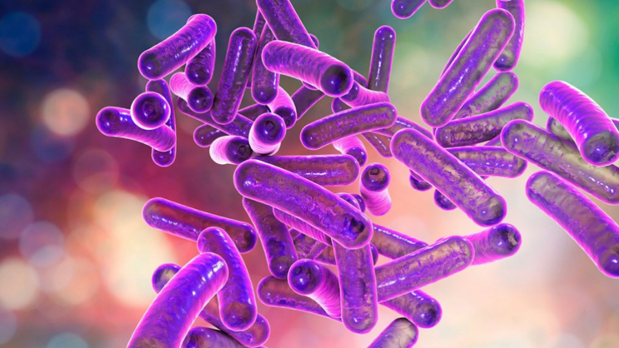 المديرة الجهوية للصحة بنابل لـ"الصباح نيوز":لم تتأكد بعد اصابة سياح بفيروس "تشيغلا "