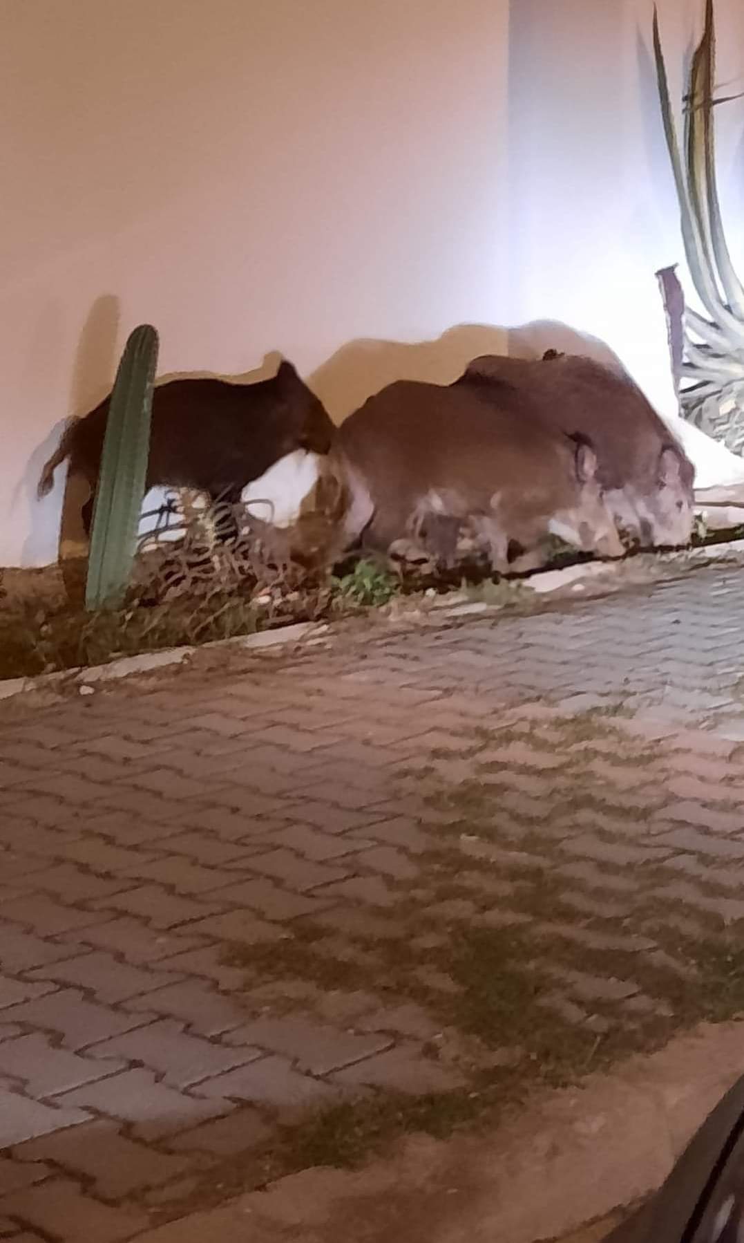 قطعان الخنازير تثير غضب سكان كرنيش بنزرت 