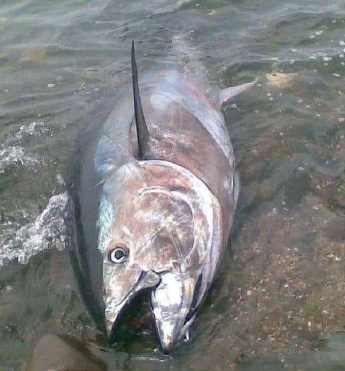 وسط ذهول أهالي المهدية..الشاطئ يلفظ أسماك التونة